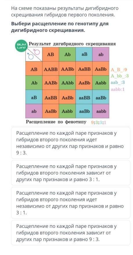 На схеме показаны результаты дигибридного скрещивания гибридов первого поколения. Выбери расшщеплени