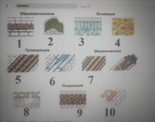 Какие ткани изображены под цифрой 2 и