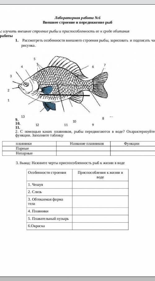 Биология лаборотоная работа 7 класс по внешнему строению рыб