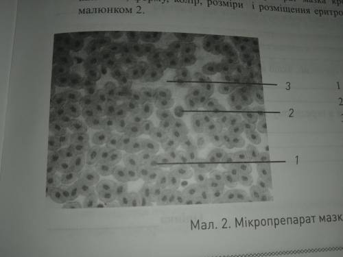 До іть будь ласка  порівняти побачене на малюнку із цифрами