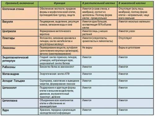 Состав клеток и функции органелл (не полные ответы буду удалять(