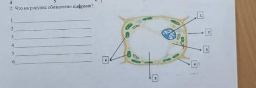 2.Что на рисунке изображено цифрами !