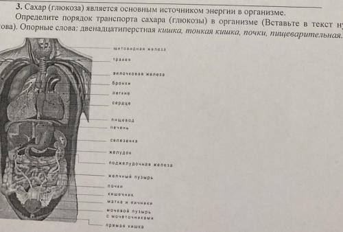 3. Сахар (глюкоза) является основным источником энергии в организме. Определите порядок транспорта с