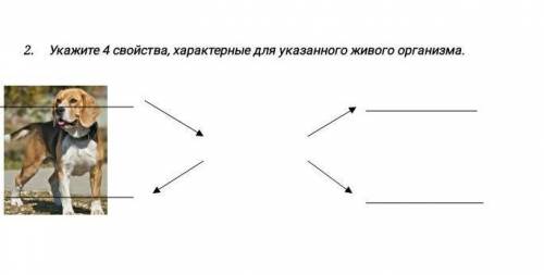 Укажите 4 свойства, характерные для указанного живого организма