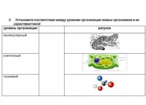 3 установите соответствие между уровнем оргаеизации живых организмов и их характеристикой