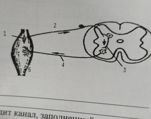 2. Рассмотрите изображение (а) Назовите участок дуги, расположенный под цифрой 2 (b) Опишите, исполь