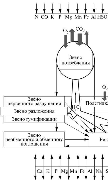 составьте схему биологического круговорота.