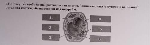 1.На рисунке изображена растительная клетка. Запишите, какую функцию выполняет органоид клетки, обоз