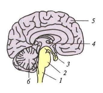 Задание 12 1.Из каких отделов состоит головной мозг?2.Как называется отдел головного мозга, обозначе