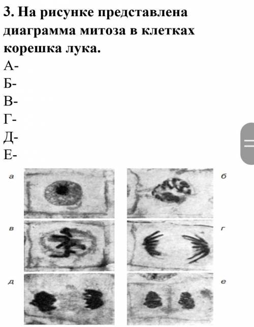 3. На рисунке представлена диаграмма митоза в клетках корешка лука. А- Б- В- Г- Д- Е-