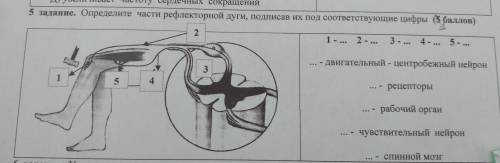 5 задание. Определите части рефлекторной дуги, подписав их под соответствующие цифры ( ) 2 1 -... 2-