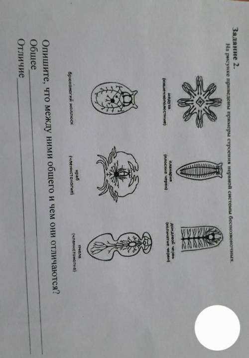 Задание 2. На рисунке приведены примеры строения нервной системы беспозвоночные - (кишечнороссие) бр
