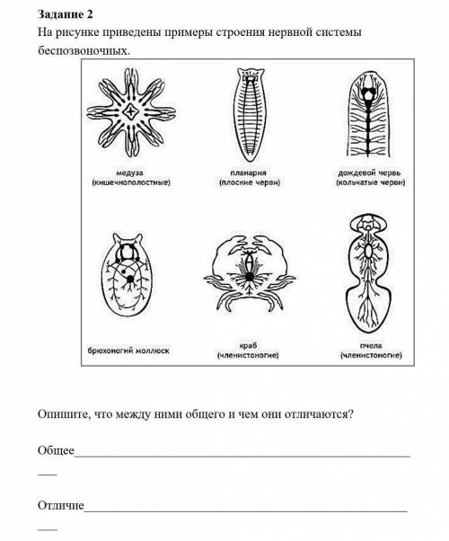 Задание 2 На рисунке приведены примеры строения нервной системы беспозвоночных. Опишите, что между н