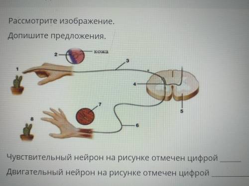 Рассмотрите изображение. Допишите предложения. NO Чувствительный нейрон на рисунке отмечен цифрой Дв