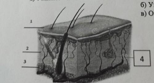 а) Укажите слой кожи где находятся потовые железы. Назовите этот слой кожи б) Укажите цифрой потовую