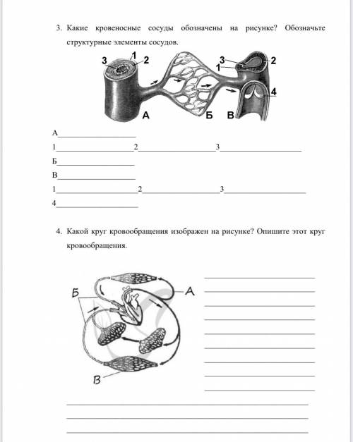 3-Какие кровеносные сосуды обозначены на рисунке? структурные элементы сосудов? 4-Какой круг кровооб
