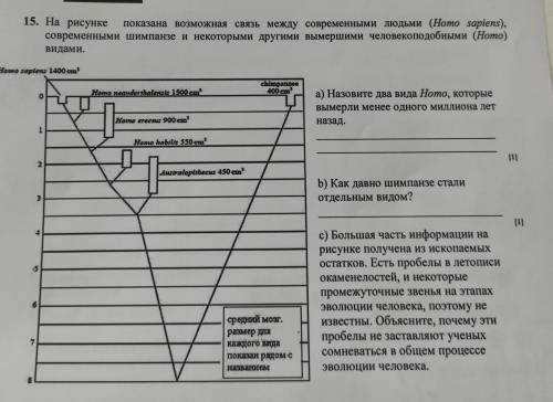 На рисунке показана возможная связь между современными людьми (Homo sapiens), современными шимпанзе 