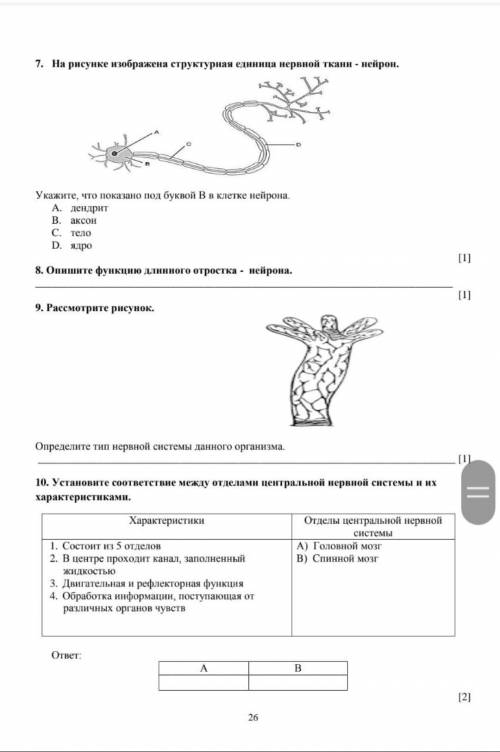 7. На рисунке изображена структурная единица нервной ткани - нейрон. Укажите, что показано под букво