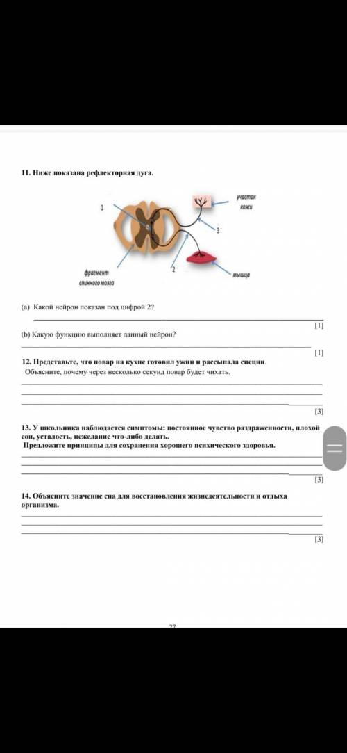 11. Ниже показана рефлекторная дуга. участок кожи фрагмент мышца спинного мозга (а) Какой нейрон пок