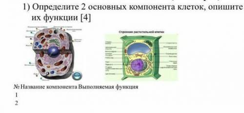 Определите два основных компонента клеток и опишите их функции