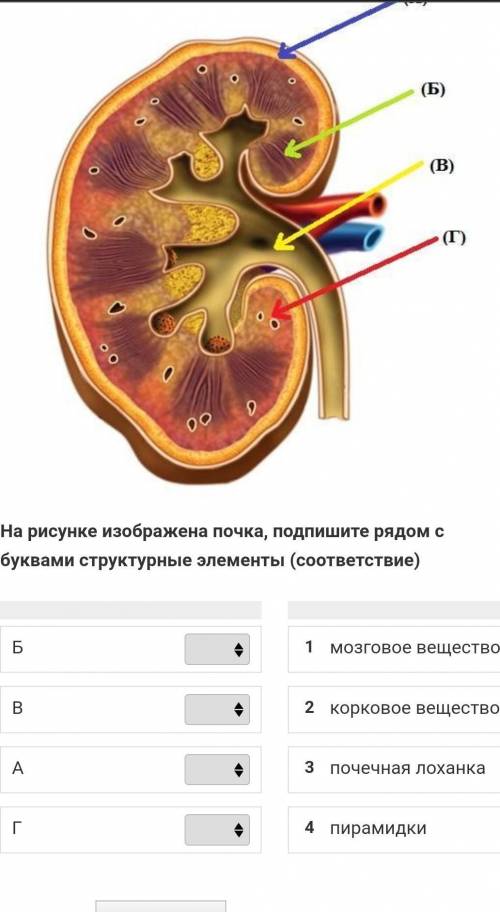 На рисунке Изображена почка , подпишите рядом с буквами структурные элементы (соответствие)