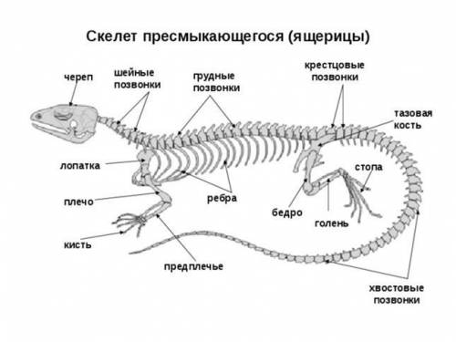 В приведённом ниже списке названы органы варана. Все они, за исключением одного, не относятся к орга