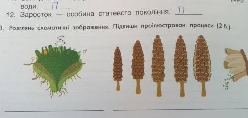 12. Заросток особина 3. Розглянь схематичні зображення. Підпиши проілюстровані процеси.