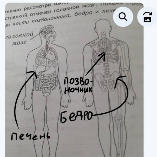 3) внимательно рассмотри изображение тела человека. На сунке стрелкой отмечен головной мозг. Покажи