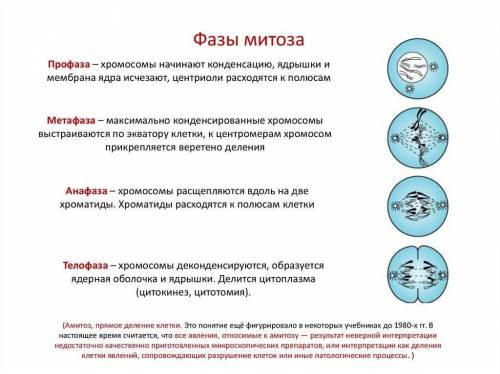 , напишите фазы митоза, что в них происходит?