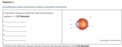 Задание 1. Как оформлять ответы на задания по работе с рисунками по биологии 1) Напишите названия эл