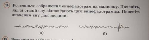 Розгляньте зображення енцефалограм на малюнку. Поясніть значення сну для людини.