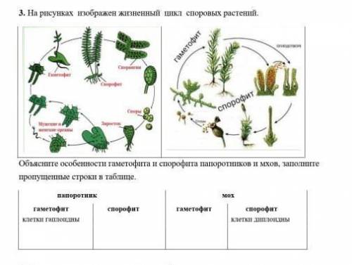 Объясните особенности гаметофита и спорофита папоротников и мхов, заполните пропущенные строки в таб