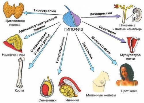 Поясніть, чому гіпофіз називають диригентом оркестру залоз внутрішньої секреції? до іть будь ласка