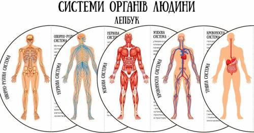 . Лепбук на тему людський оргінізм.